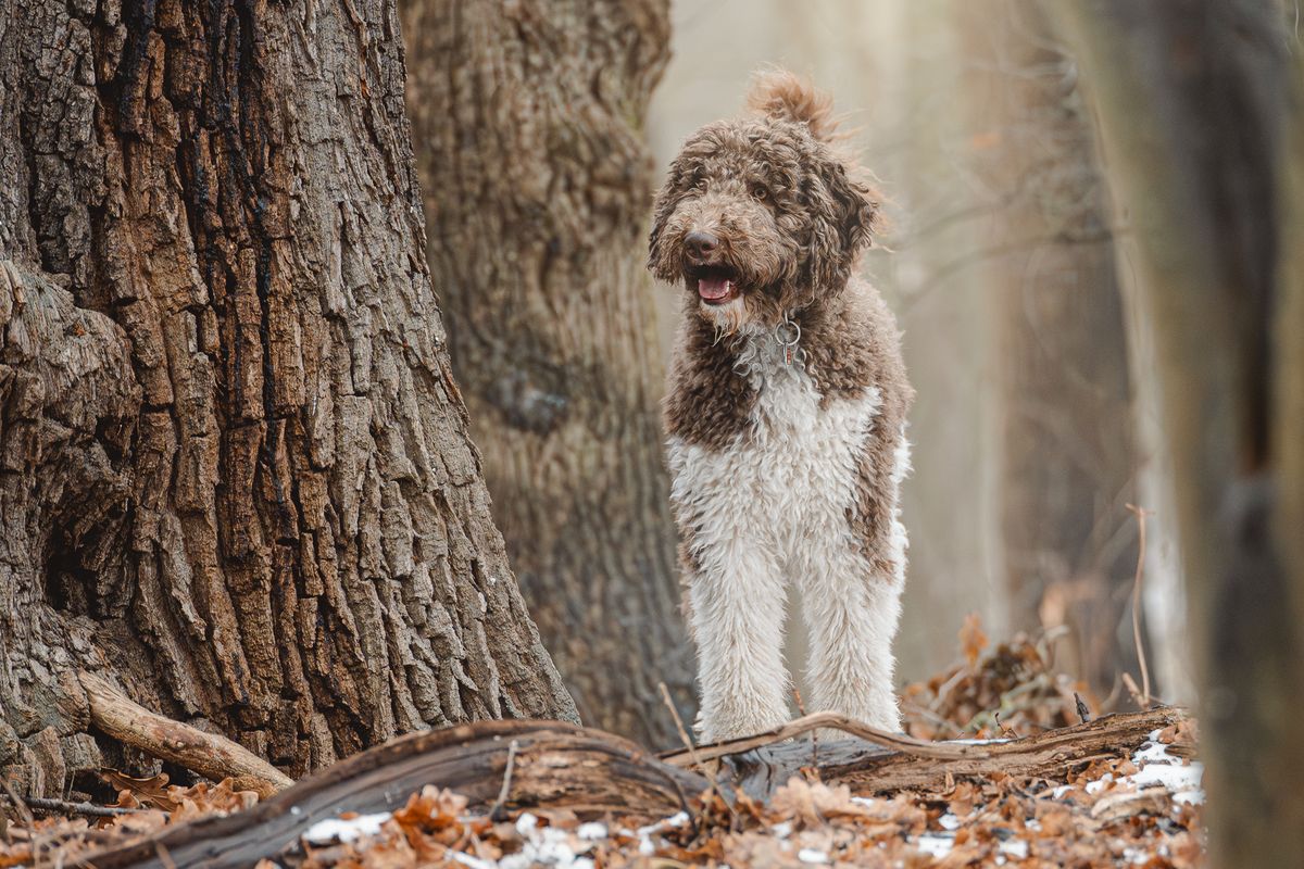 Hund am Baum — Naturportrait